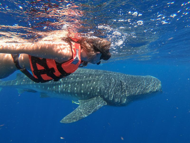 Espiritu Santo Island & Activities: Your Unforgettable Adventure in the World's Aquarium