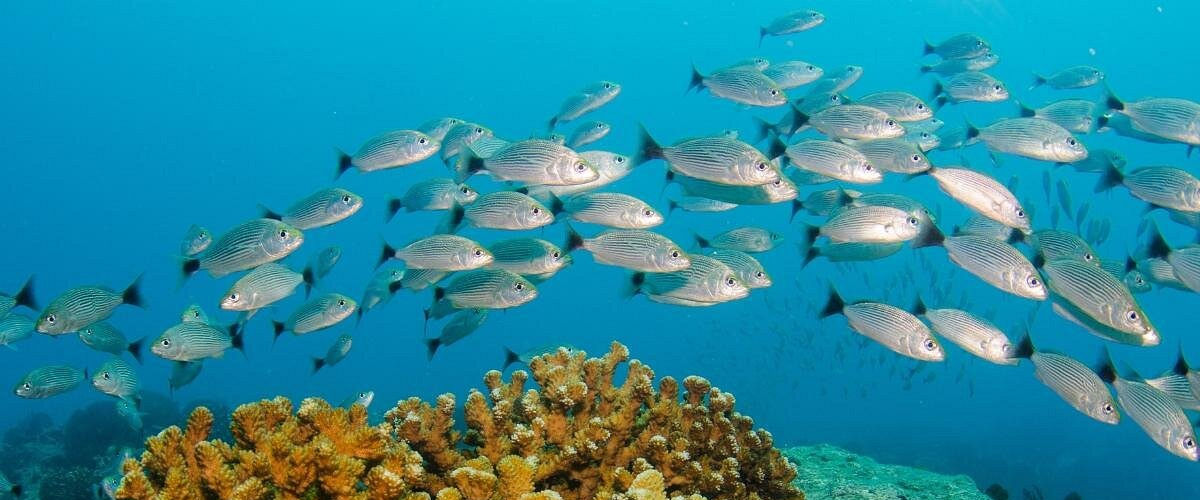 Why Baja California Sur is an Ecological Treasure
