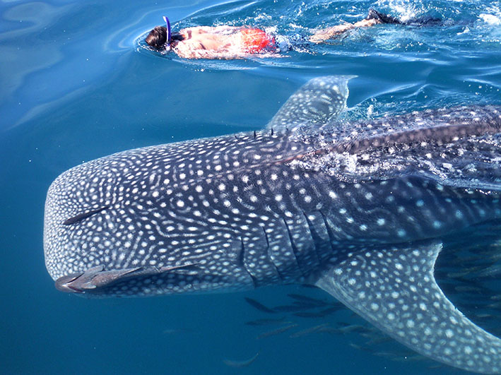 Espiritu Santo Island & Activities: Your Unforgettable Adventure in the World's Aquarium