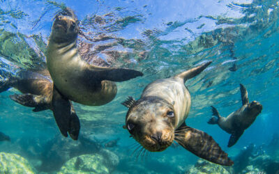 Swimming with Sea Lions