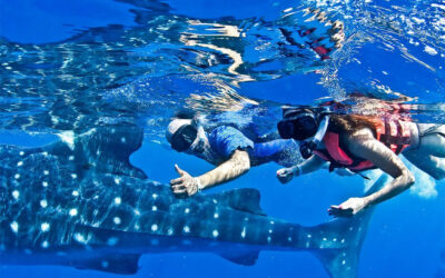 The Whale Shark Experience