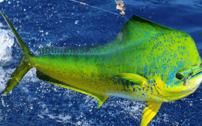Discover the Soul of Sportfishing in La Paz, Baja — Where Generations Meet the Sea of Cortez