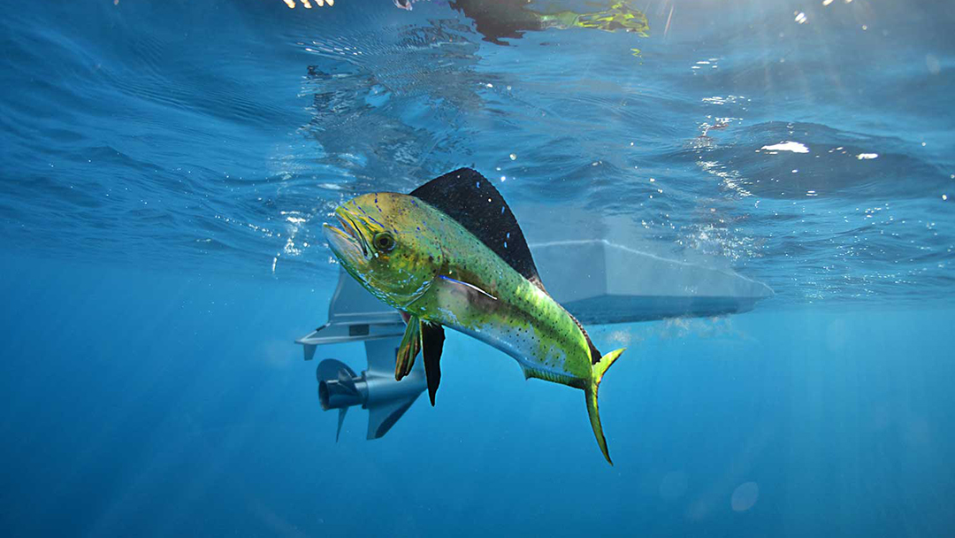 The Romance of Fishing the Sea of Cortez